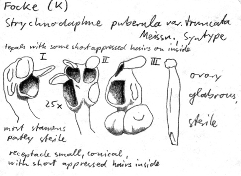 Vorschaubild Strychnodaphne puberula var. truncata Meisn.